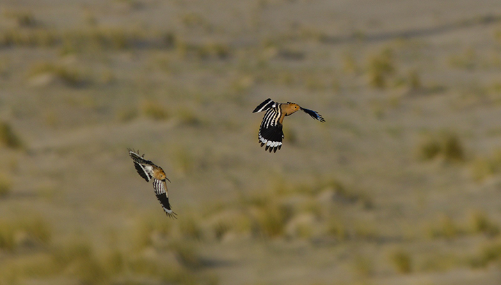 Suivi de la migration à la Pointe de Grave : bilan des premières semaines de suivi !